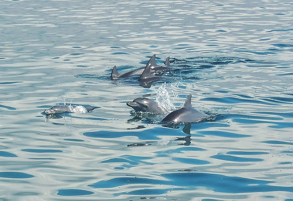 Dolphin swim excursion off Wasini Island, Kenya